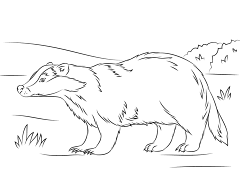 Cute European Badger Coloring Page